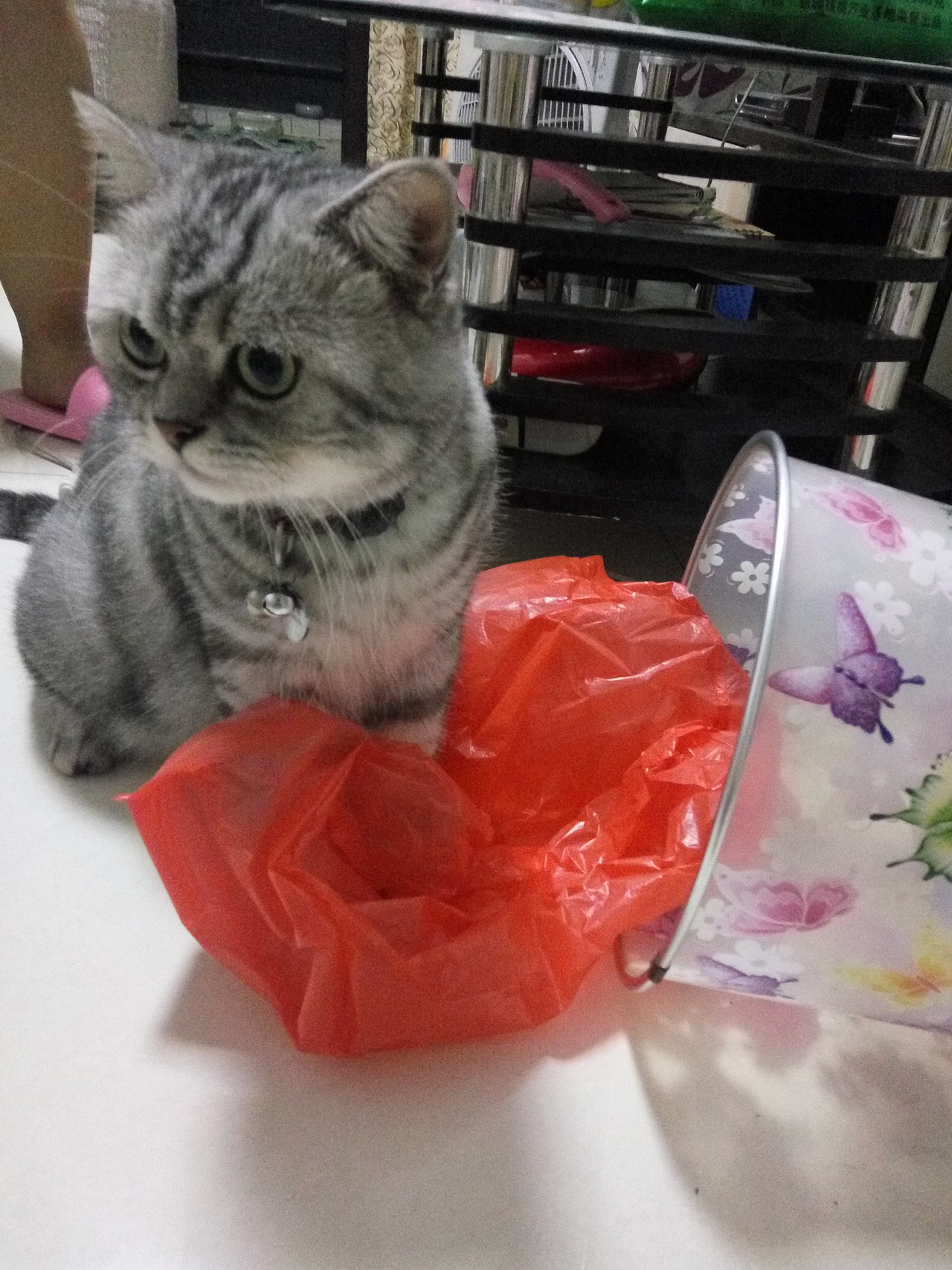 拍猫集01（图ZMTM0MDY0NTQ4） - 宠物摄影 - 站酷设计师嘟嘟2019原创素材 - 站酷ZCOOL