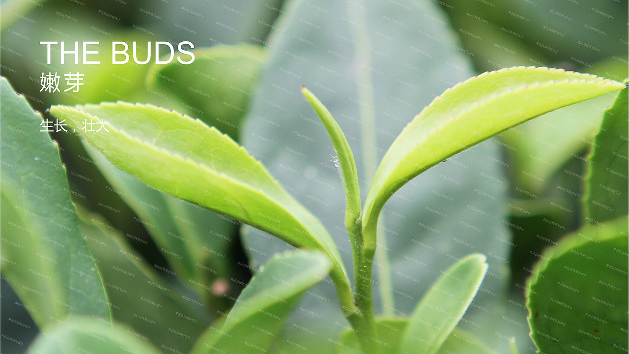 成都医药品牌策划设计\医疗logo\vi设计包装设计