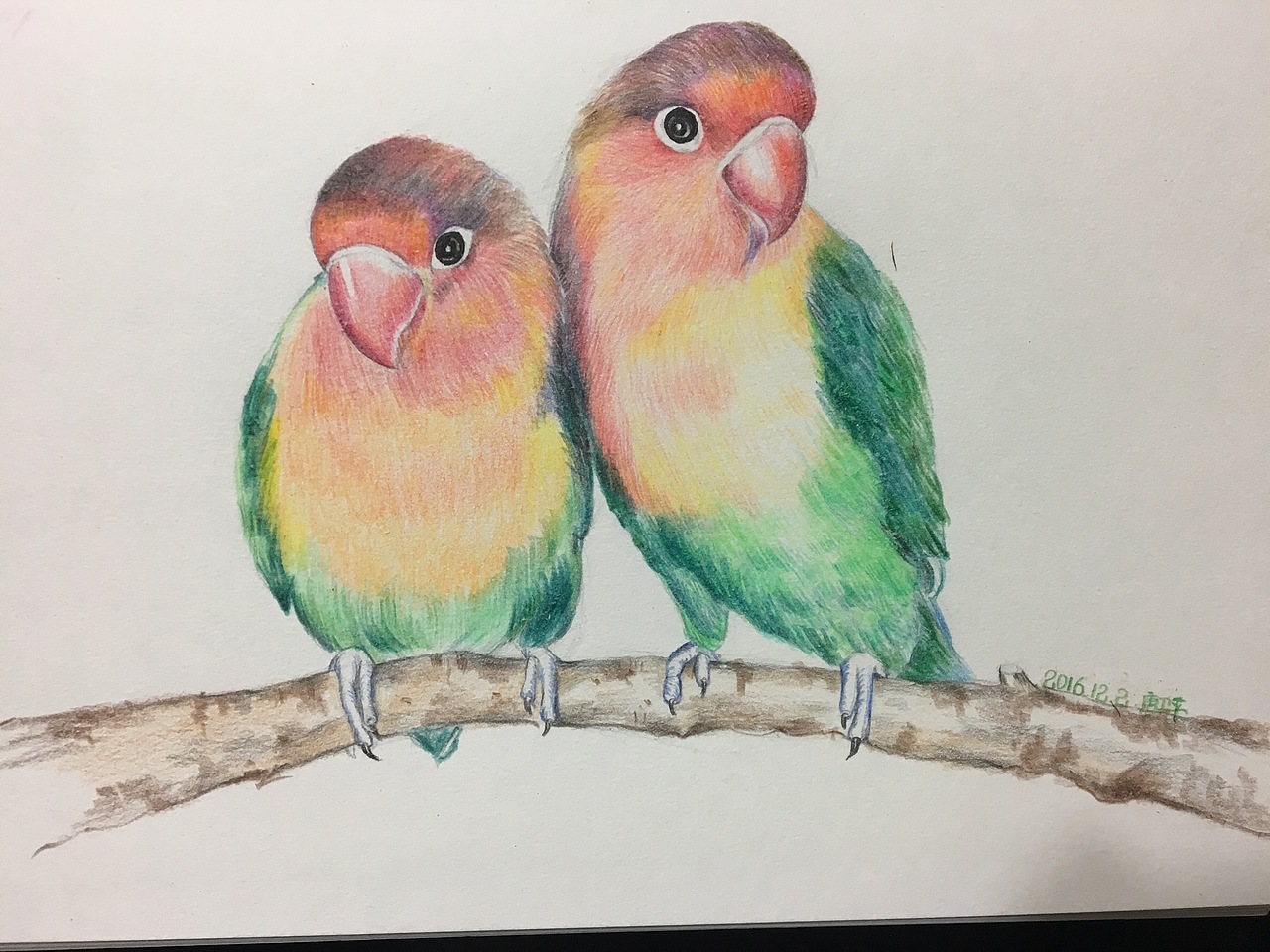 牡丹鹦鹉～彩铅|纯艺术|绘画|糖果先森_原创作品-站酷zcool