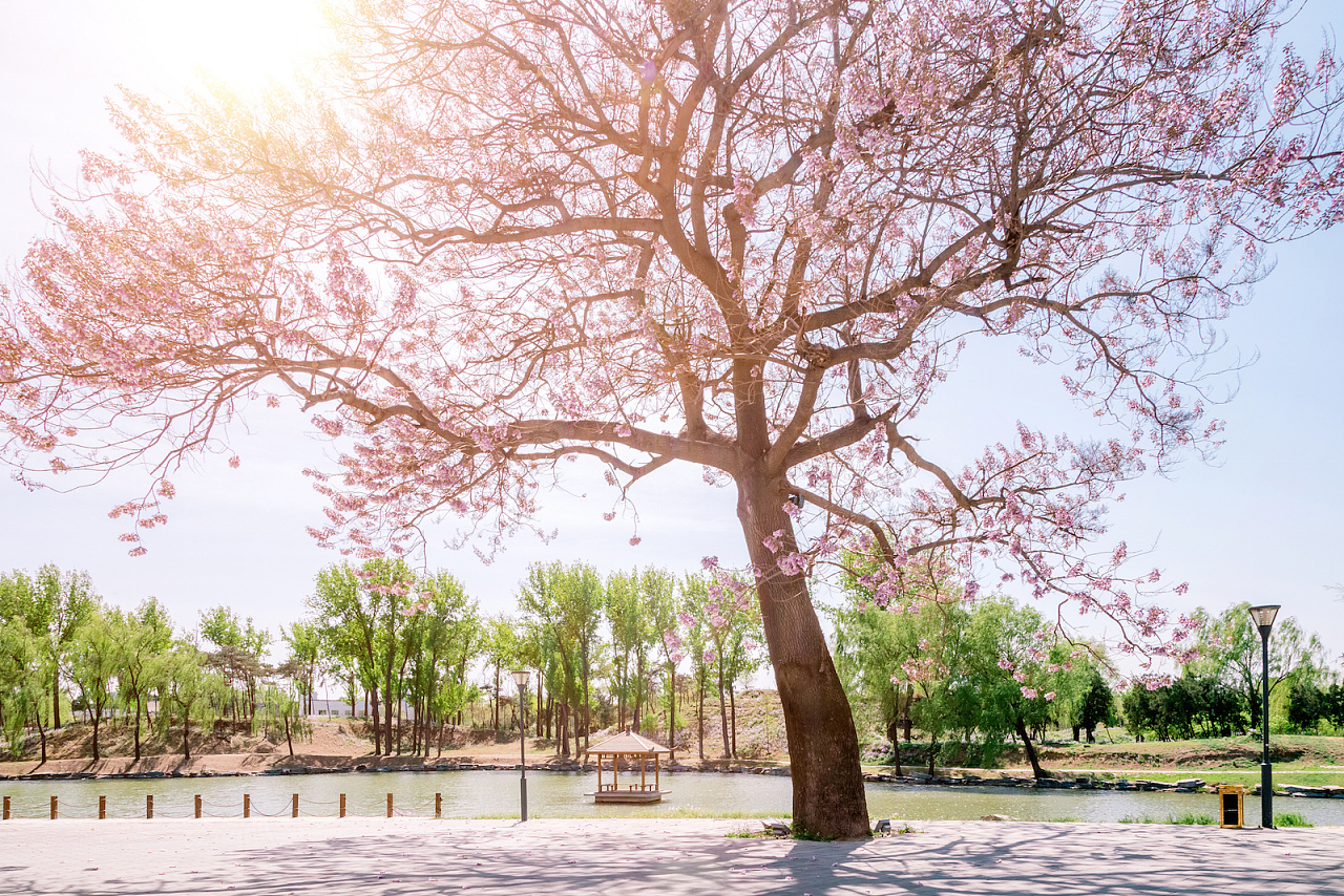 春天里的小院|摄影|环境/建筑|ccyw1979 - 原创作品 - 站酷 (zcool)