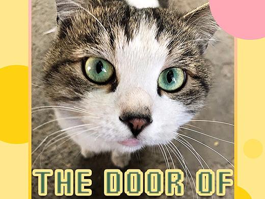 日常 | 《楼下的猫》