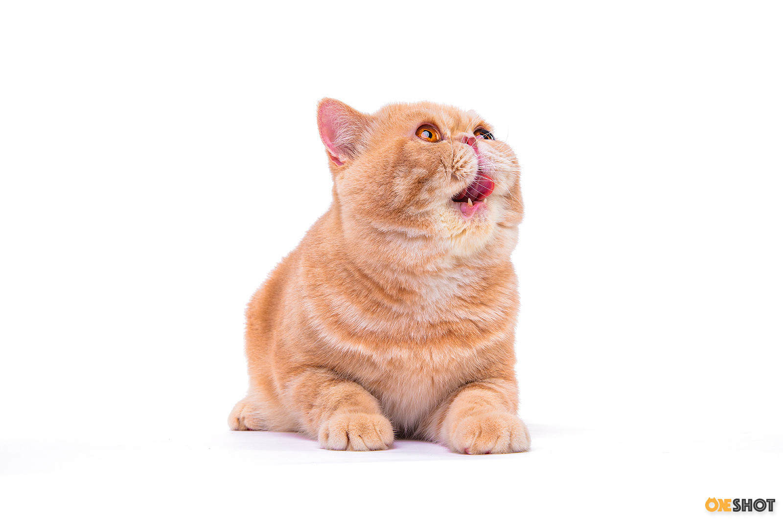 白底证件照-加菲猫(幼/成)