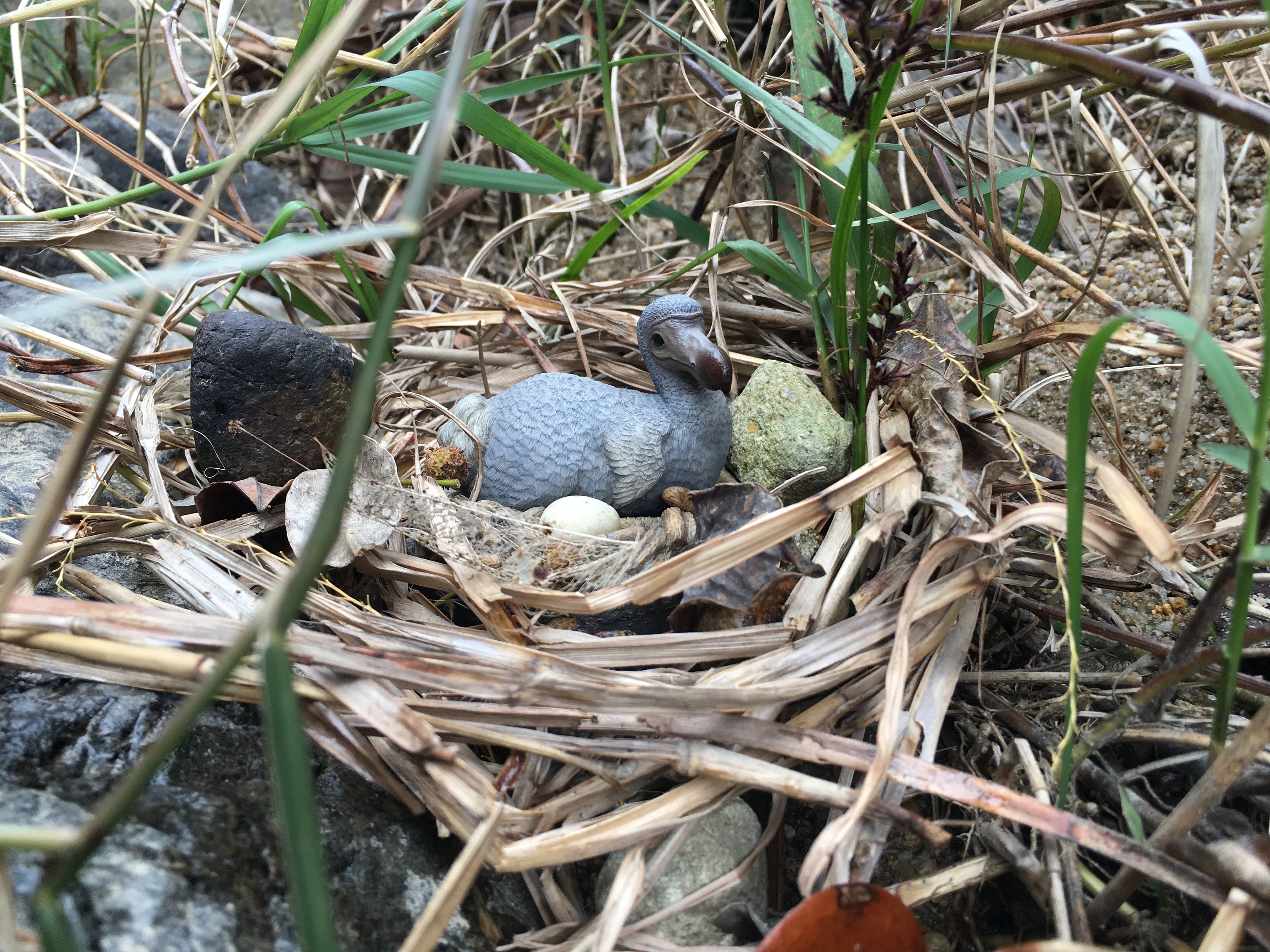 究极model studio-渡渡鸟场景