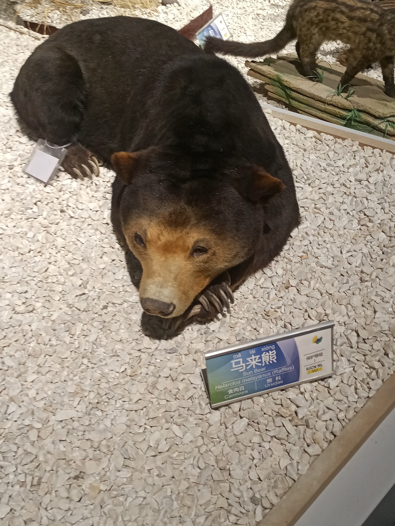 各种熊熊（图ZMTc0NTY0MTE2） - 宠物摄影 - 站酷设计师共赏繁华原创素材 - 站酷ZCOOL