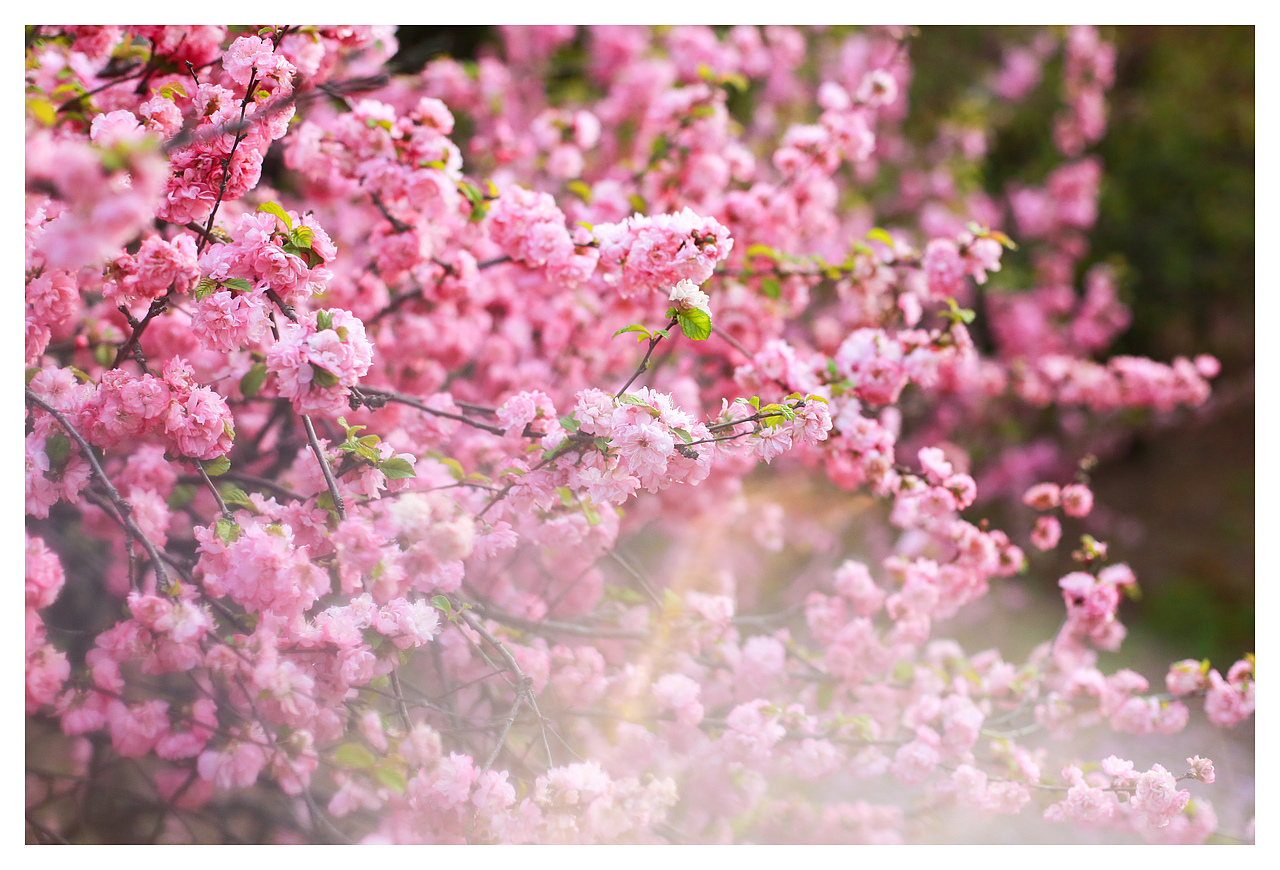 东方不败（图ZNTA3MzY0Njg=） - 宠物摄影 - 站酷设计师l784028626原创素材 - 站酷ZCOOL