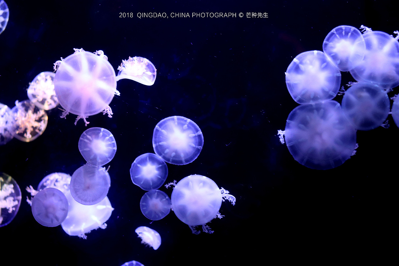Jellyfish水母，漂亮的海洋精灵！（图ZMTI5Mzk3NzI4） - 风光摄影 - 站酷设计师十一设计原创素材 - 站酷ZCOOL