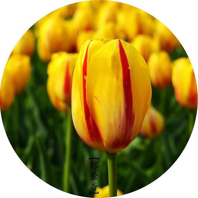 美丽的花儿看的我心花怒放（图ZMzg0NTUzMzI=） - 风光摄影 - 站酷设计师1252204415原创素材 - 站酷ZCOOL