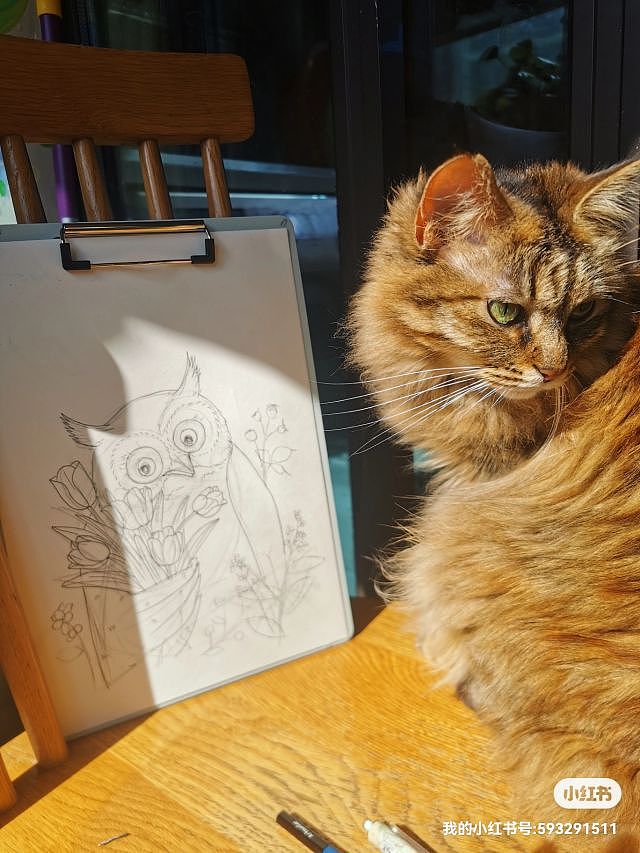 猫头鹰—蓬蓬
