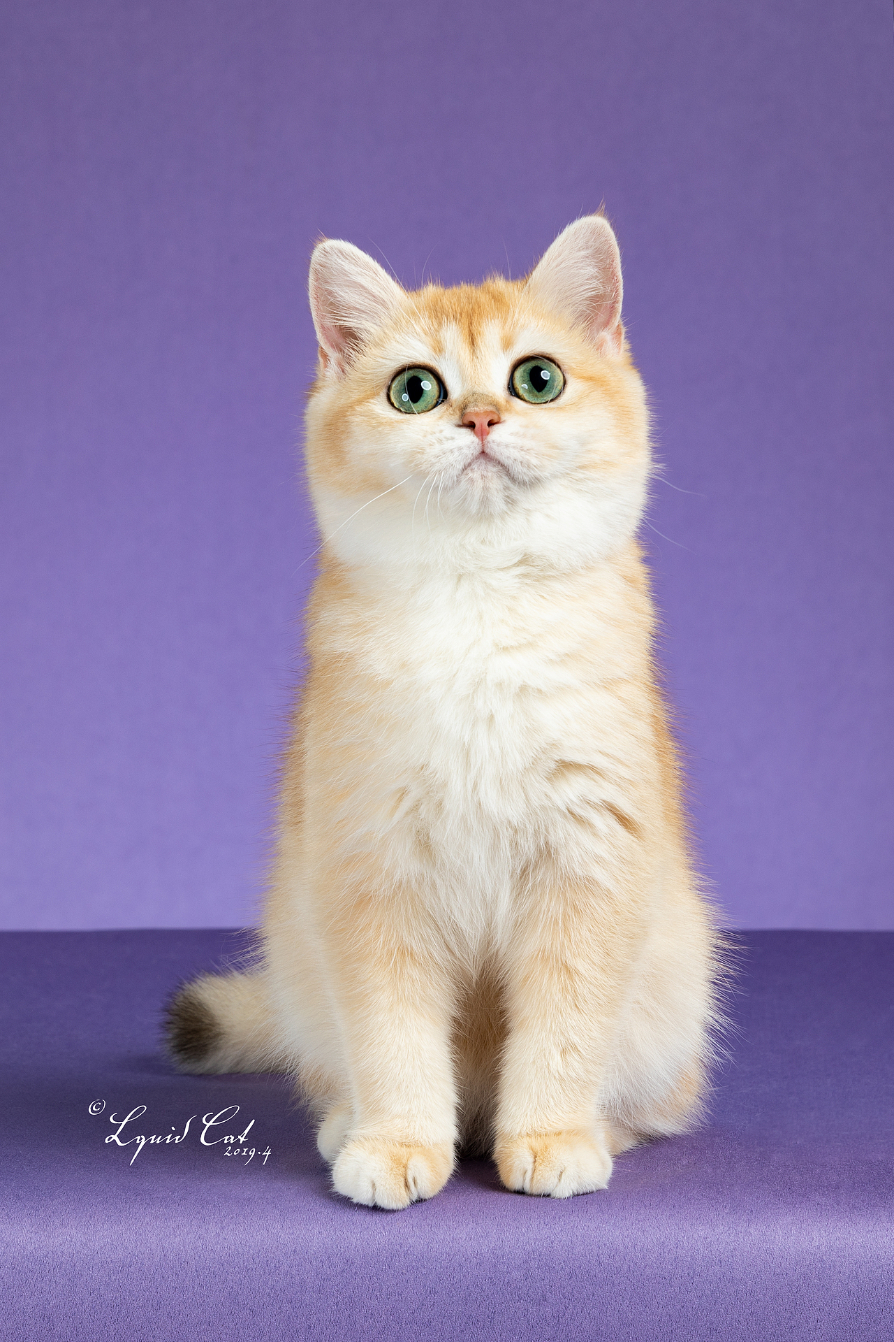 英国短毛猫金渐层