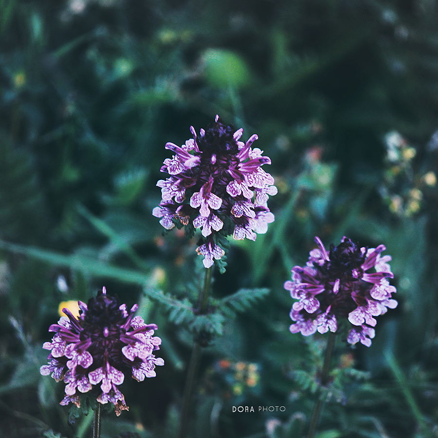 一场繁花（图ZMTI4NjA1Nzc2） - 风光摄影 - 站酷设计师朵拉影像原创素材 - 站酷ZCOOL