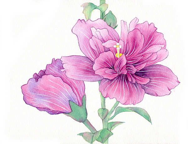 水彩木槿花