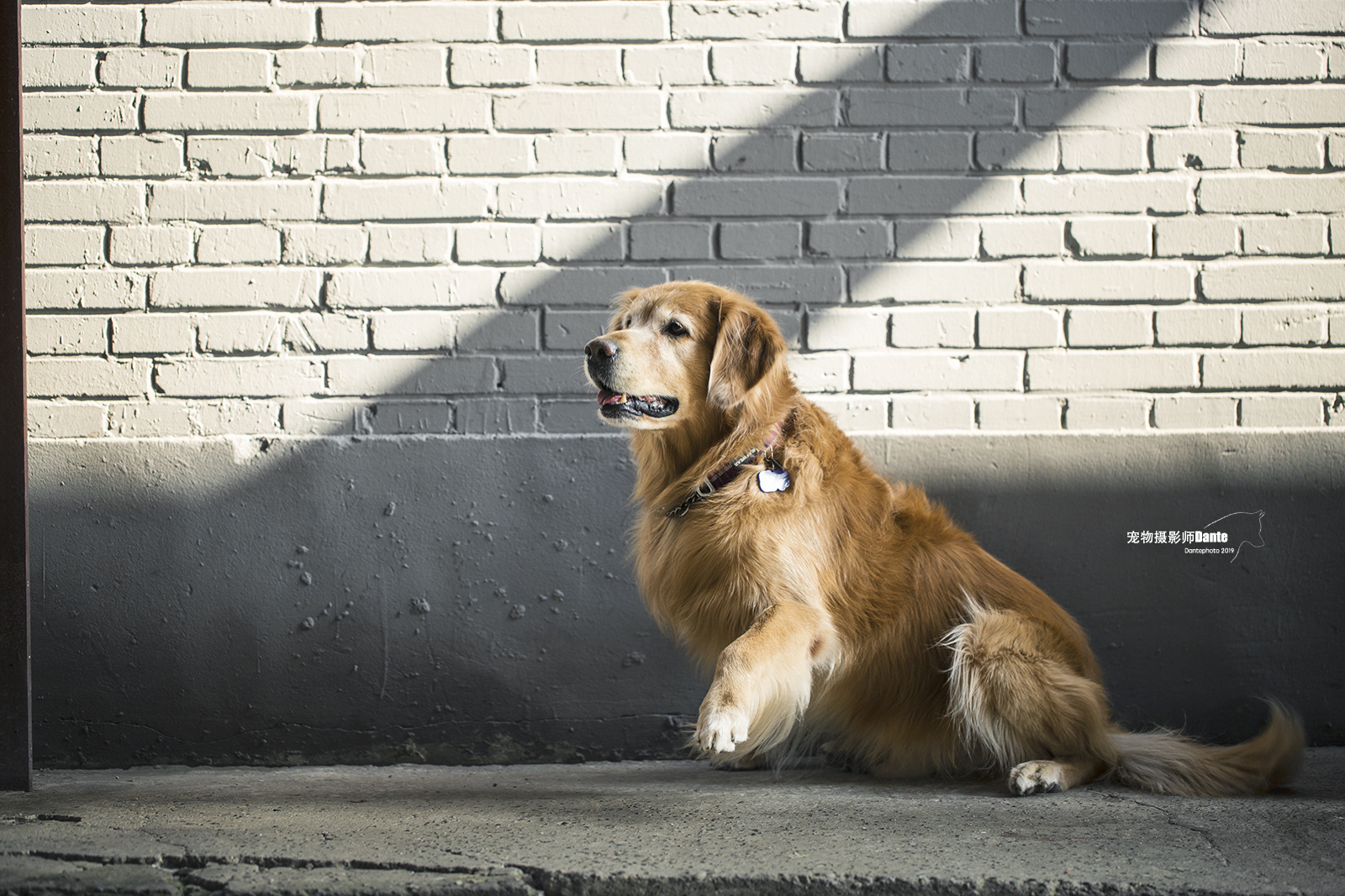 宠物摄影师dante