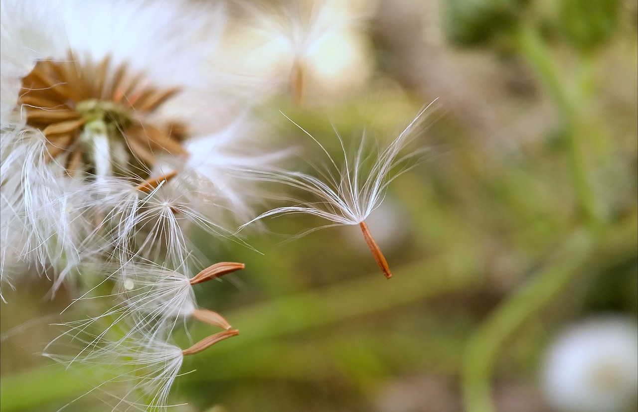 手機(jī)攝影—微距（圖ZMTUxOTEyNDAw） - 人文/紀(jì)實(shí)攝影 - 站酷設(shè)計(jì)師走過(guò)綠意原創(chuàng)素材 - 站酷ZCOOL