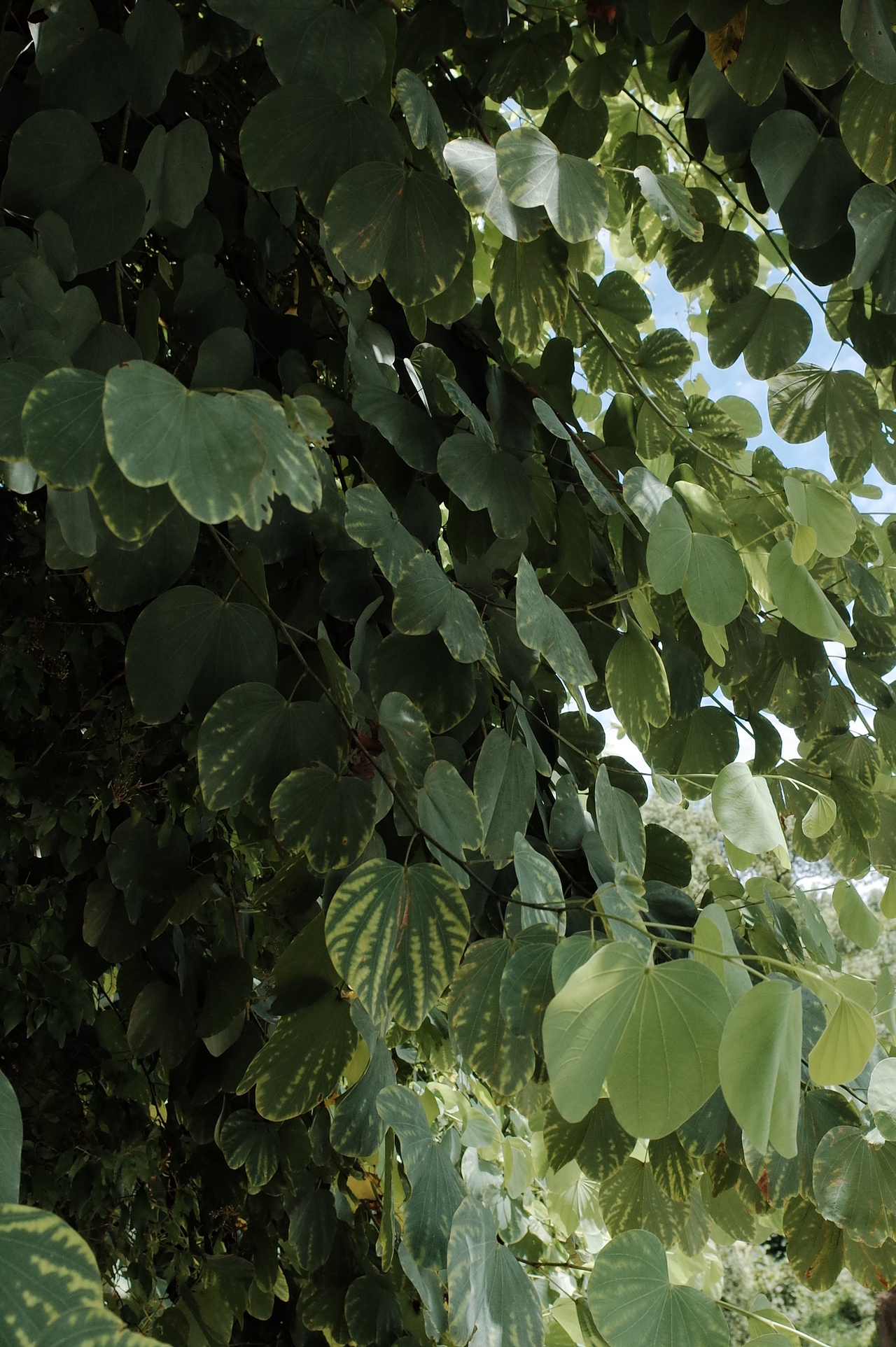 秋老虎的尾巴（图ZMjcyNDE0NjA0） - 人文/纪实摄影 - 站酷设计师汪阿點原创素材 - 站酷ZCOOL