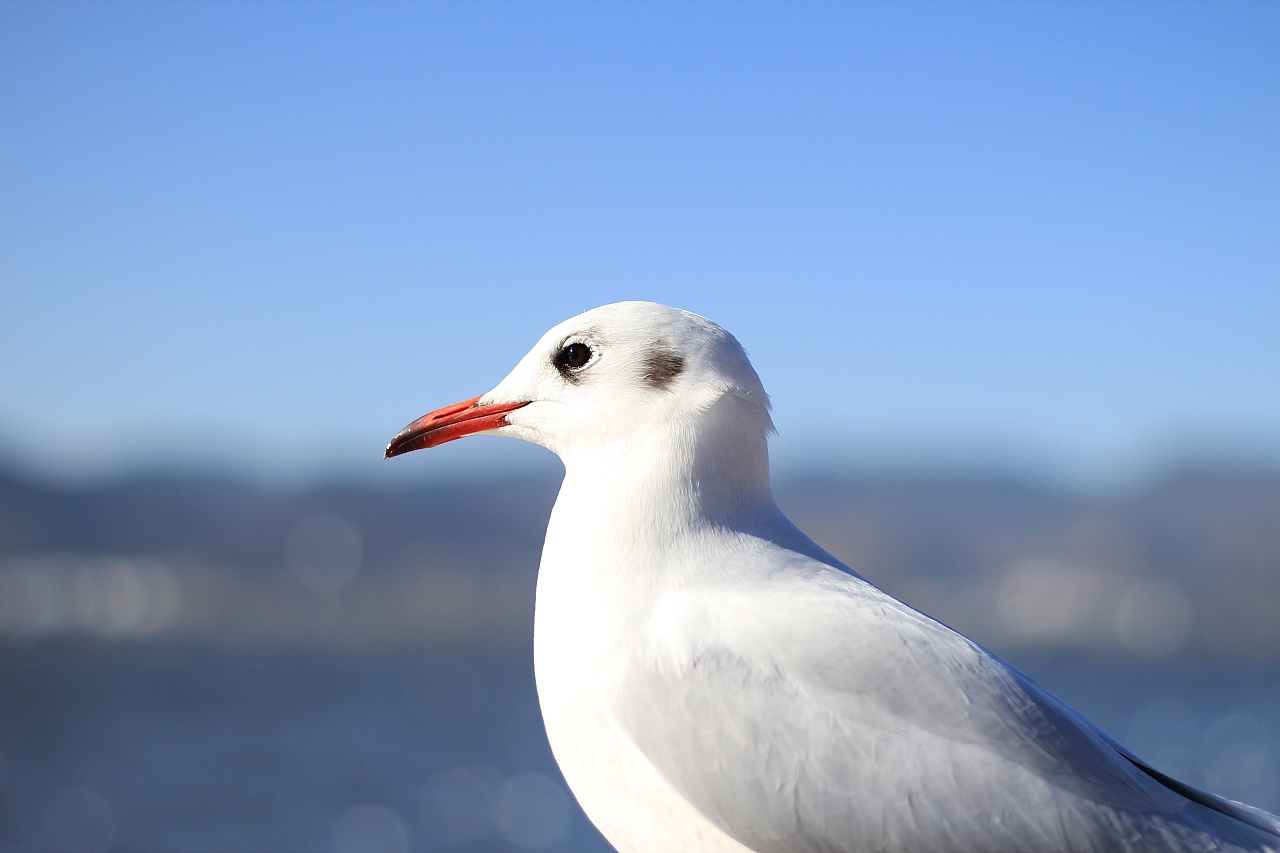 滇池海鸥|摄影|动物|lpxx555 - 原创作品 - 站酷 (ZCOOL)