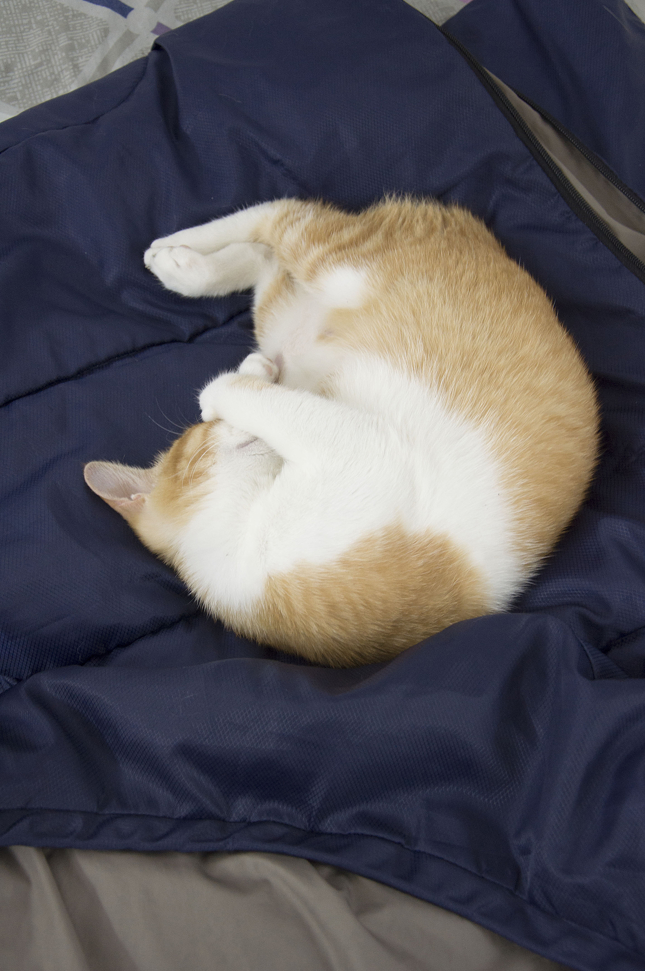 我家喵小奇。O(∩_∩)O哈哈~