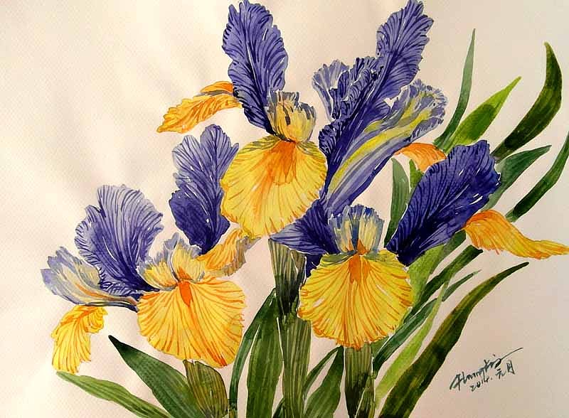 水彩鸢尾花--"力量"之花!