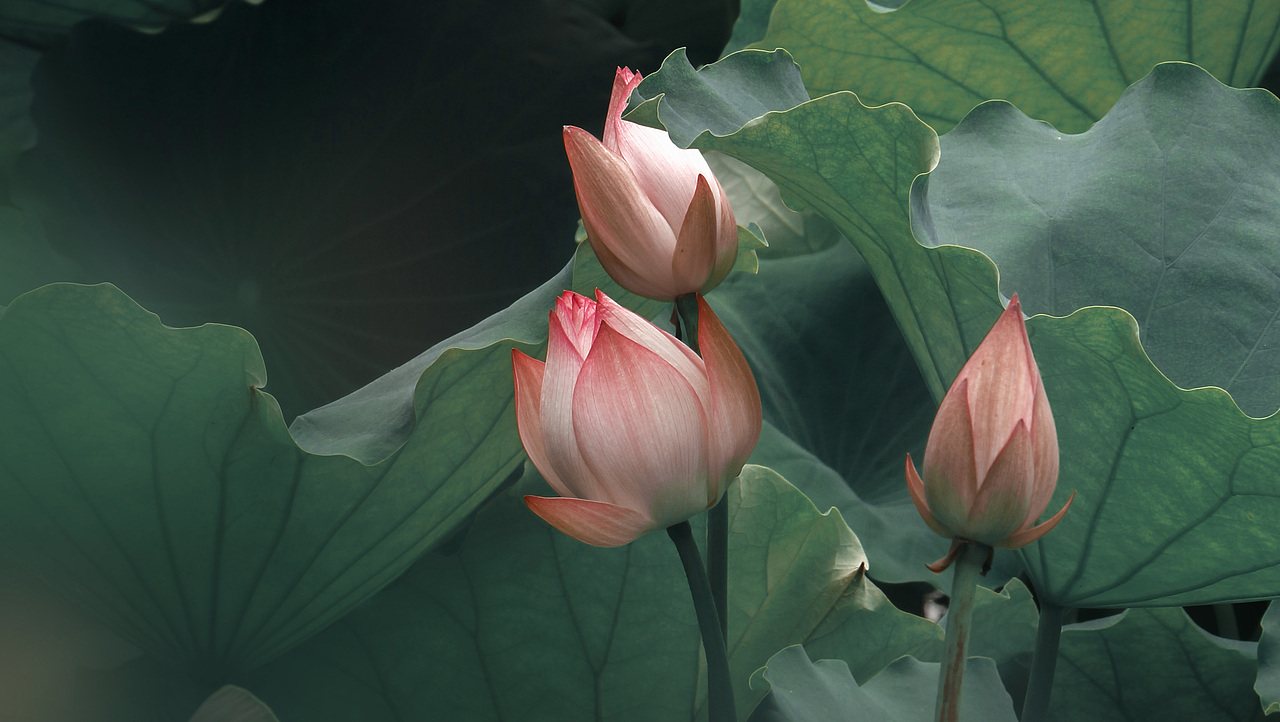 老年人的日常——周末-公园-荷塘（图ZMjYzMDAwMzIw） - 风光摄影 - 站酷设计师是叉叉吖原创素材 - 站酷ZCOOL