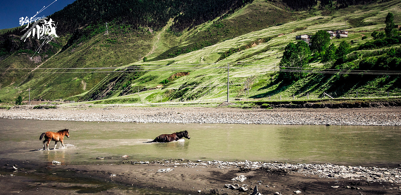 你说这马怎么知道水没他身高深呢？马会游泳吗