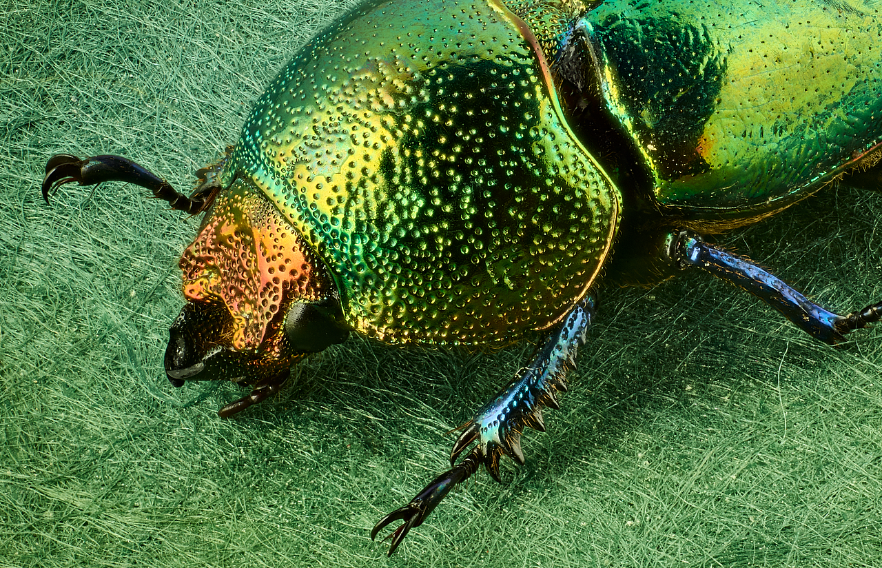 印尼雨林金锹甲,雌性