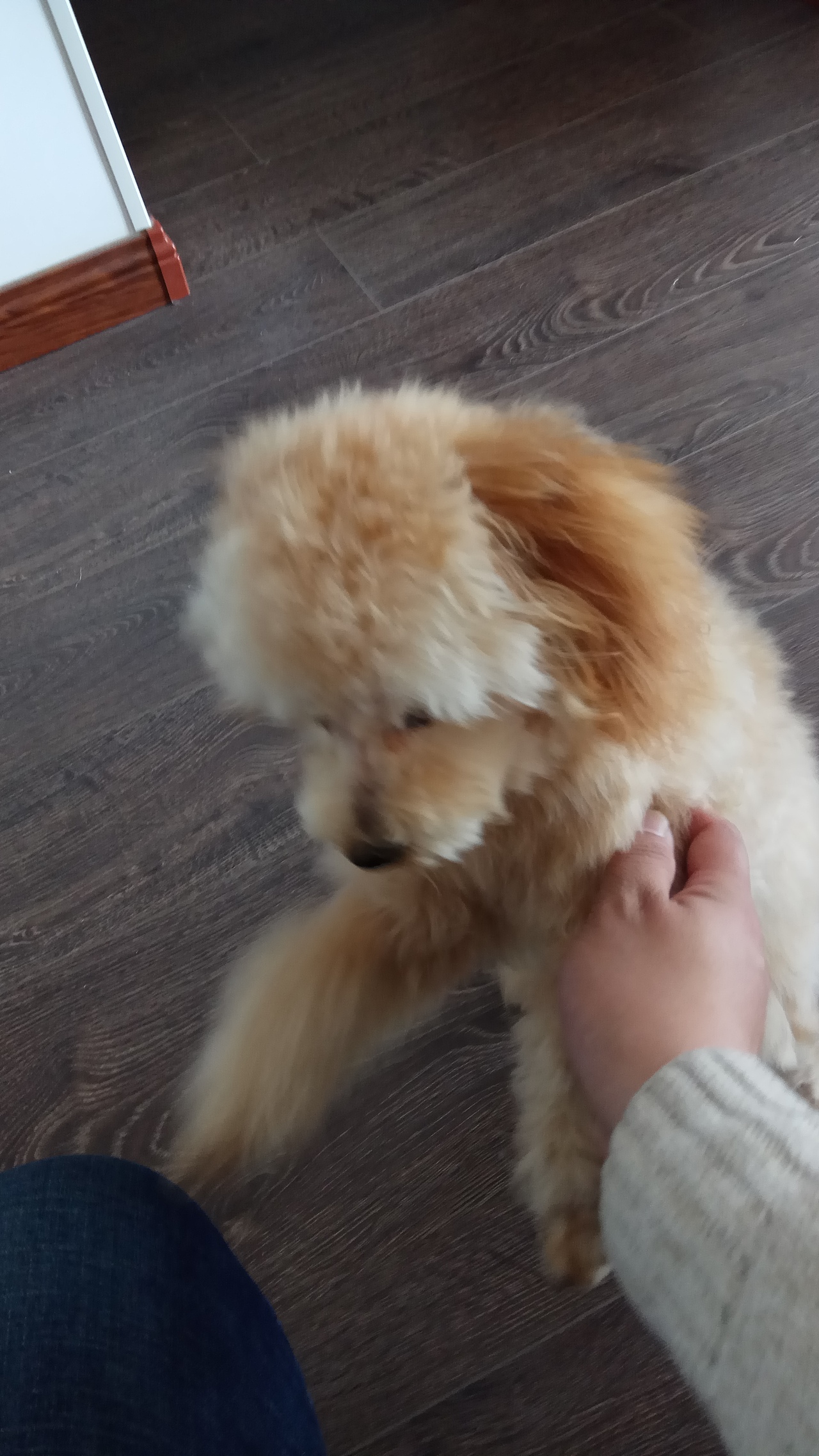 生活中的小丸狗🐶（图ZMTM2MjU0ODQ4） - 人文/纪实摄影 - 站酷设计师霸哥666原创素材 - 站酷ZCOOL