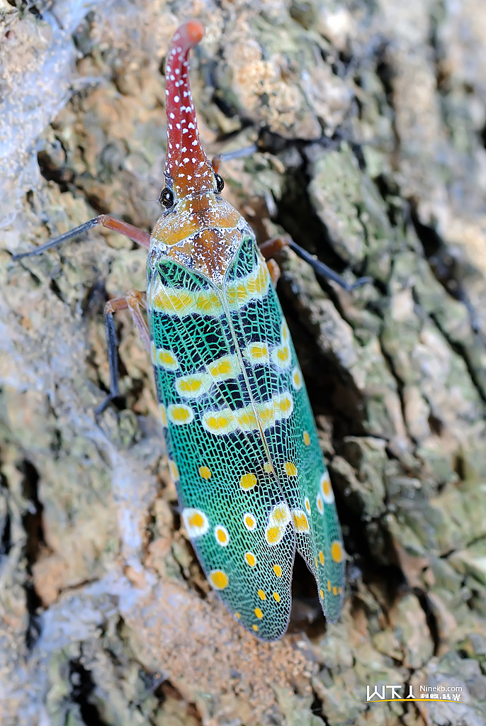 小精灵的世界（图ZMzAyMTA0NA==） - 风光摄影 - 站酷设计师ninekb原创素材 - 站酷ZCOOL