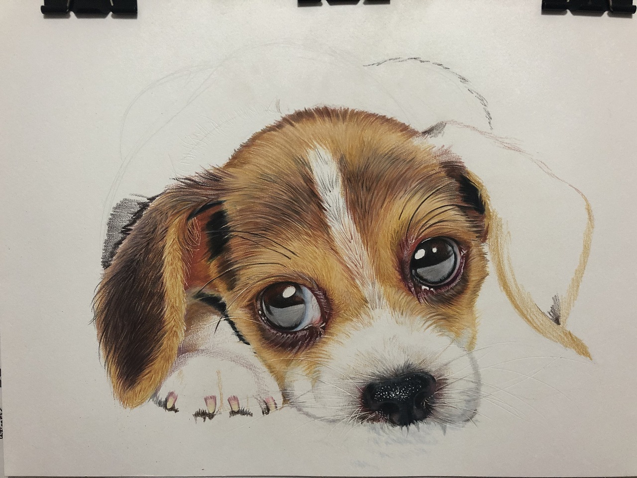 小狗狗（图ZMjMxNjg0ODEy） - 绘画 - 站酷设计师lllldddda原创素材 - 站酷ZCOOL