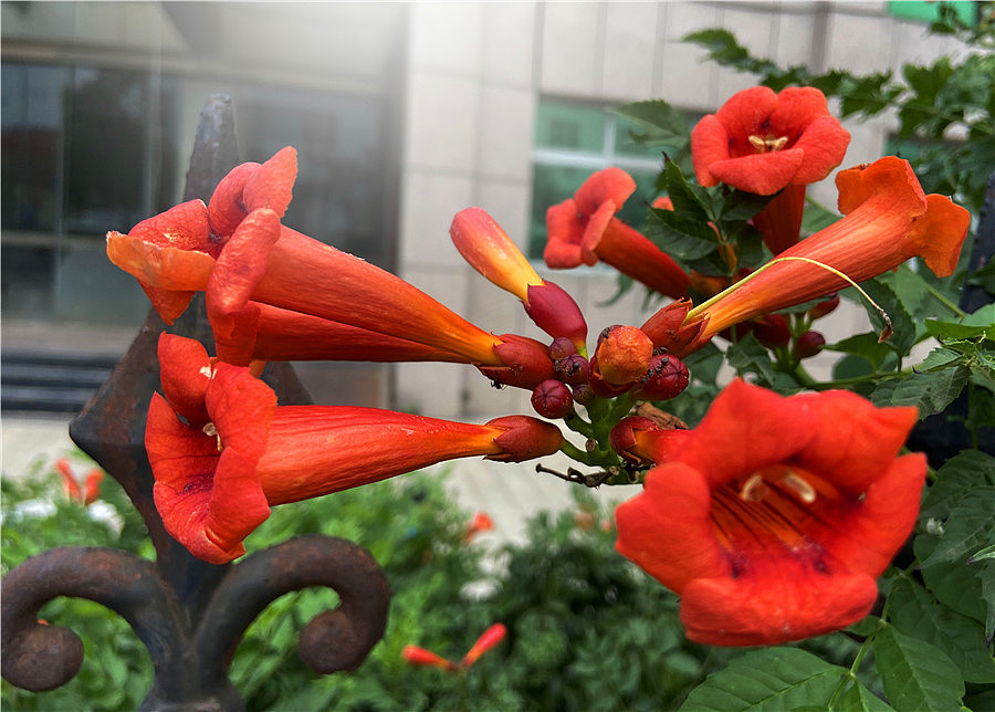 刘勇良手机纪实摄影:凌霄花开红艳艳