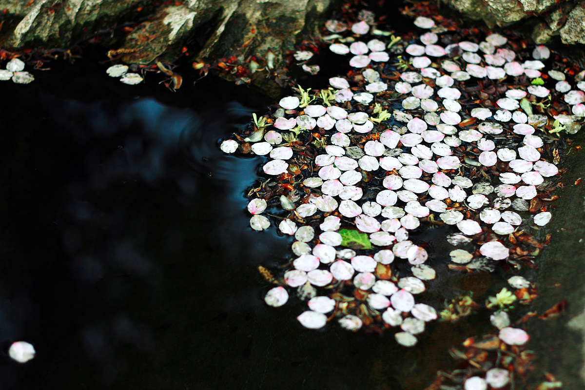 太子湾樱花盛开