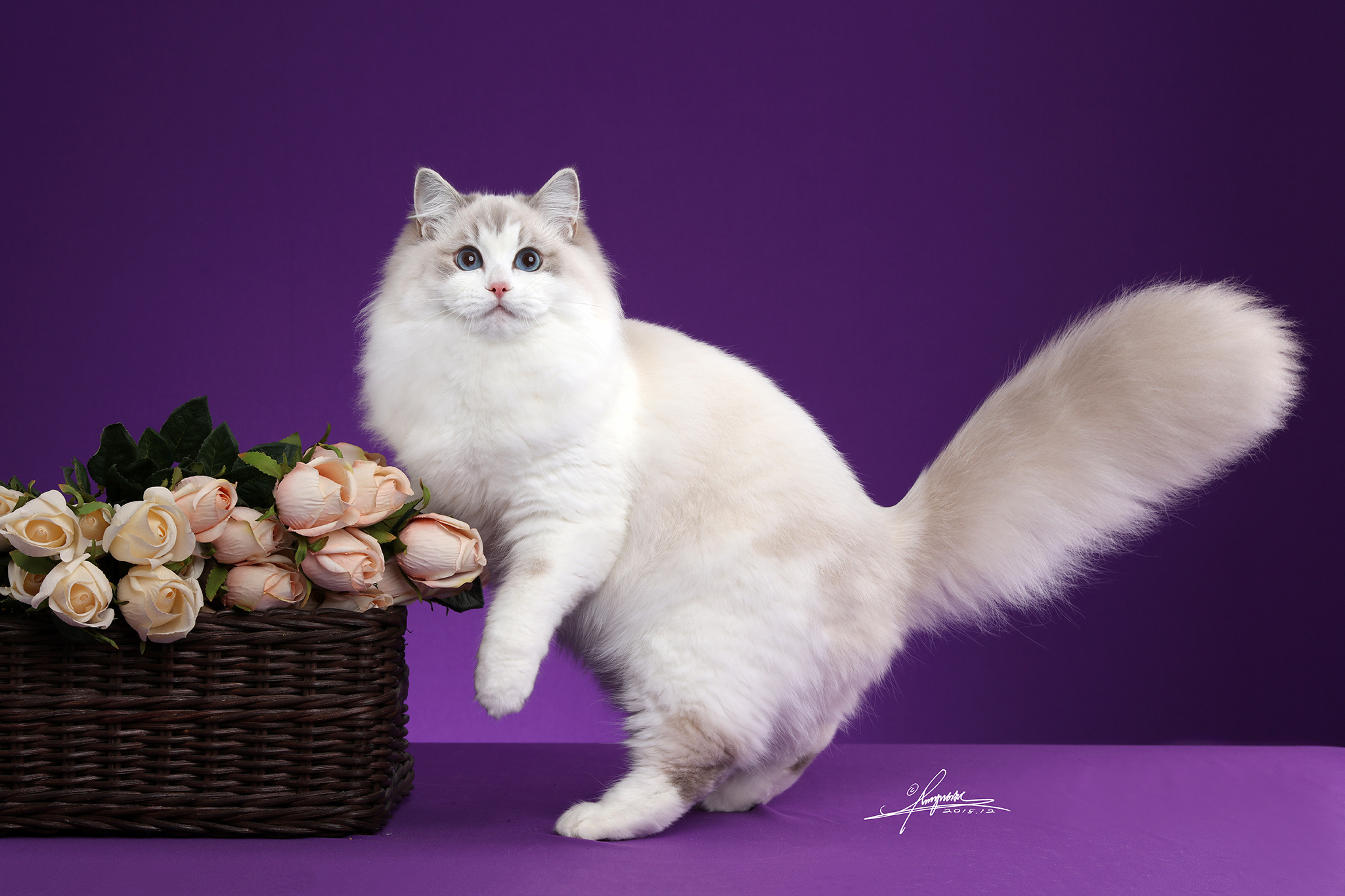 布偶猫|摄影|动物|amyworks赛猫摄影 - 原创作品 - 站酷 (zcool)