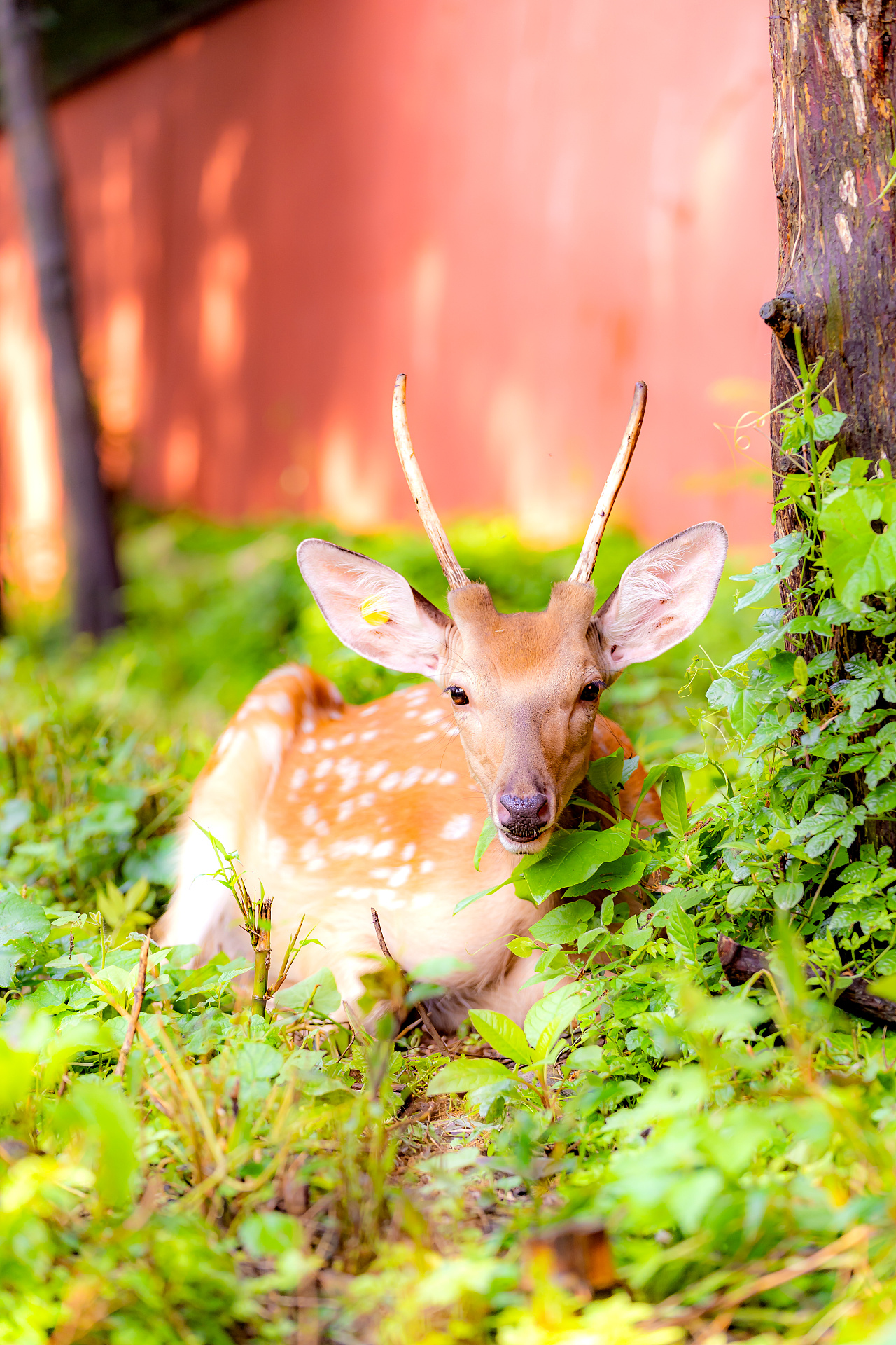 南京·明孝陵·梅花鹿|摄影|宠物摄影|诗说江南 - 原创作品 - 站酷