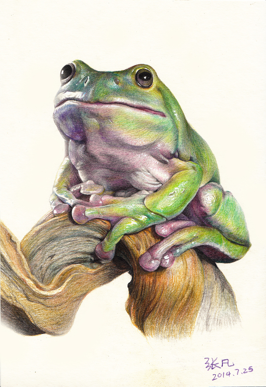 青蛙手绘|彩铅|纯艺术|henry凡 - 原创设计作品 - 站酷 (zcool)