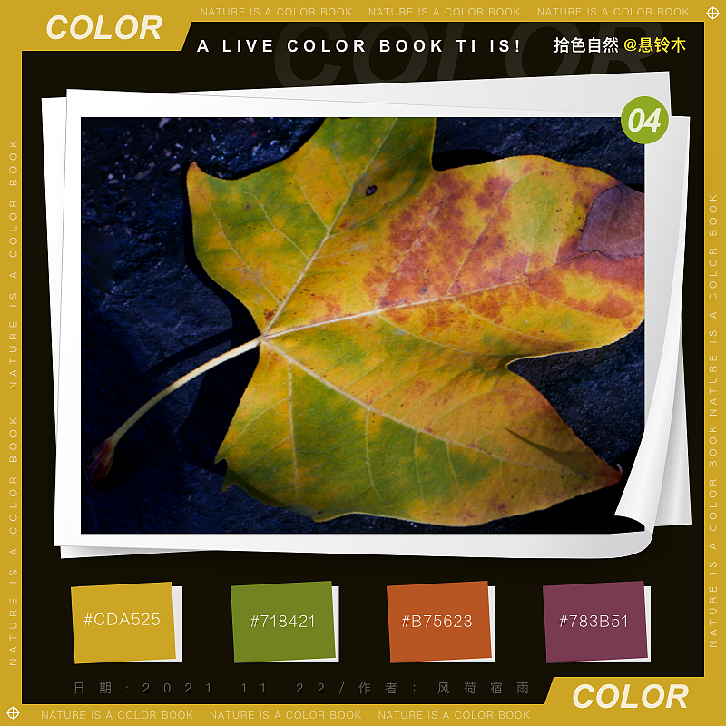 色彩（懸鈴木）（圖ZMjgyNzQ5MTI4） - 其他 - 站酷設計師風荷宿雨原創(chuàng)素材 - 站酷ZCOOL