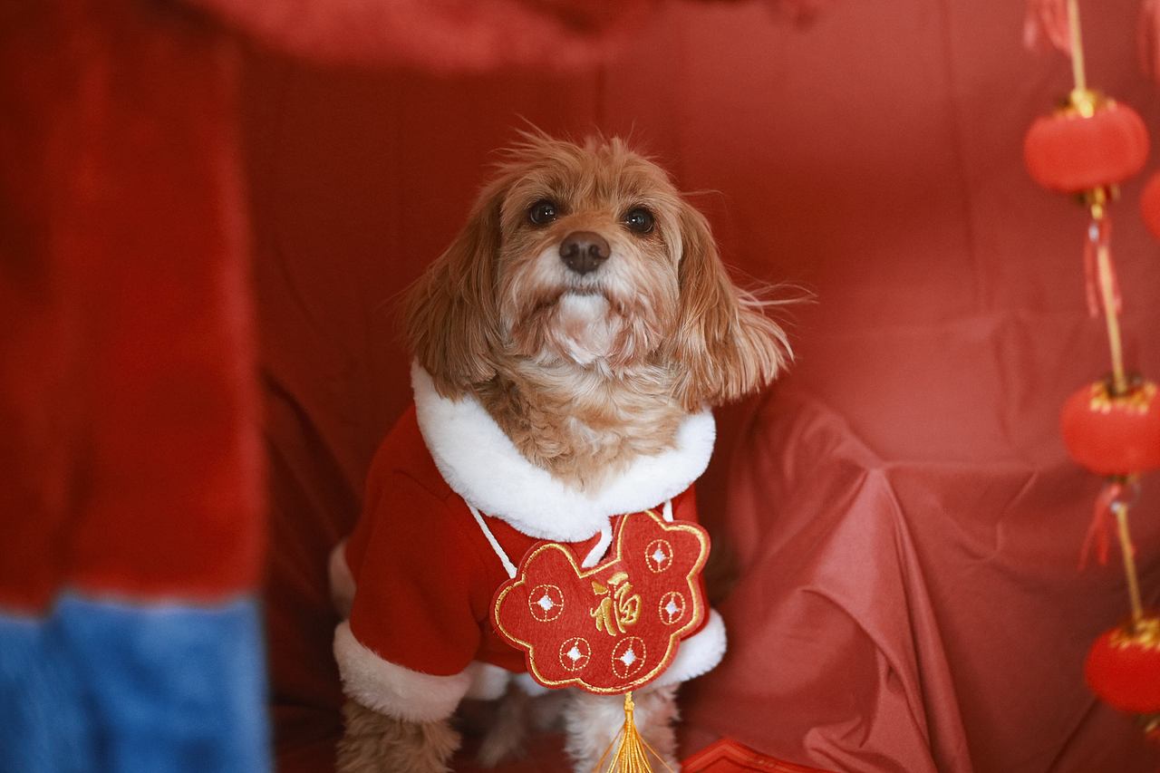 新年好运（图ZMjM5MTI1MzA0） - 宠物摄影 - 站酷设计师跳跃的米豆原创素材 - 站酷ZCOOL