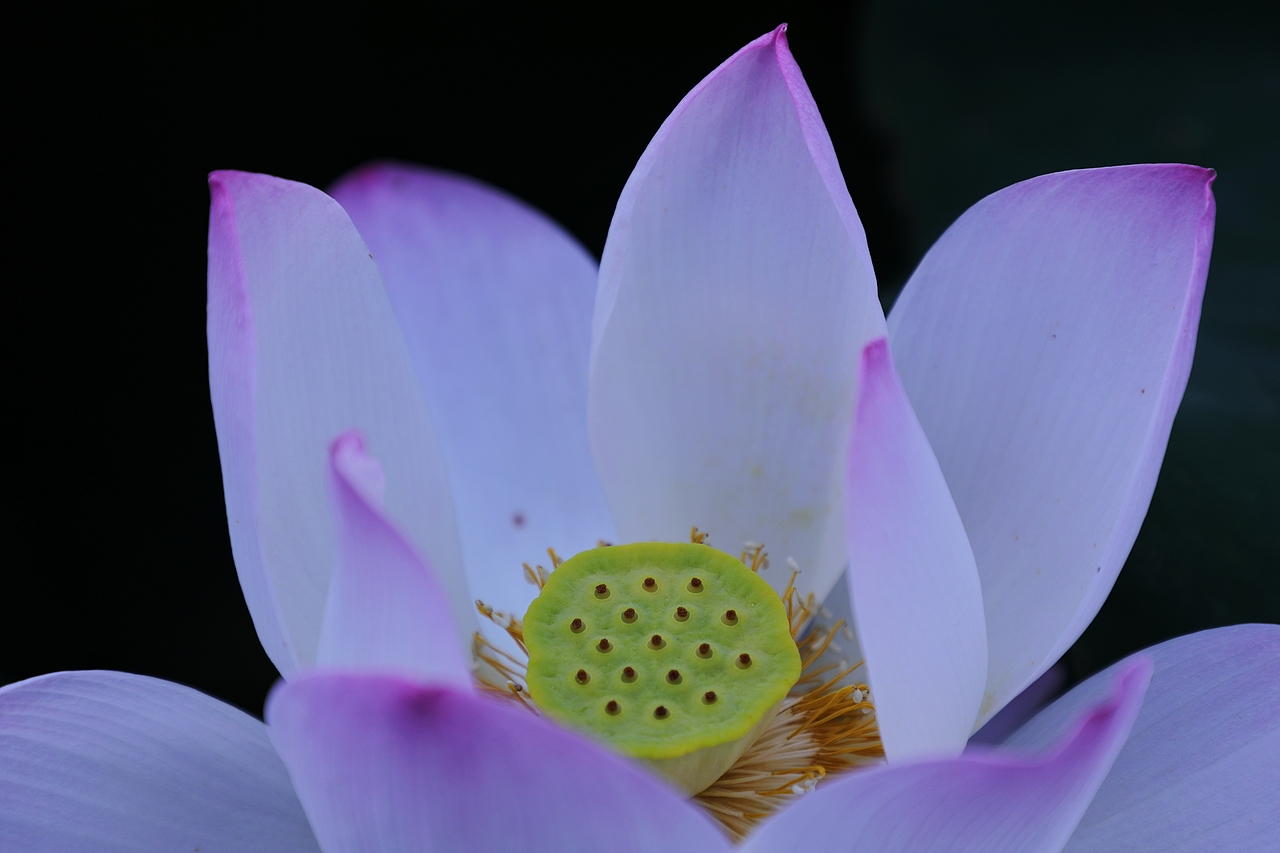 莲之爱,同予者何人