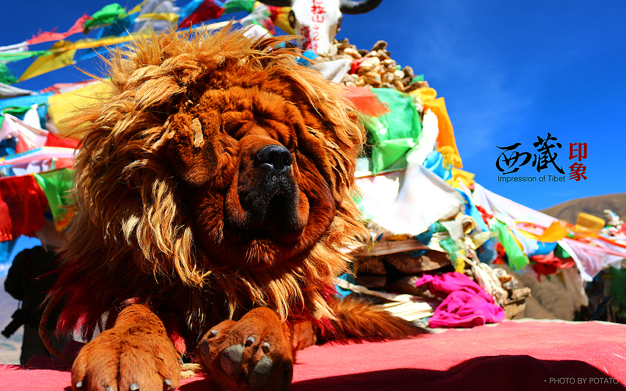 【旅途乱拍】西藏印象一（图ZNDE2OTg5ODQ=） - 风光摄影 - 站酷设计师Mr_Potato原创素材 - 站酷ZCOOL