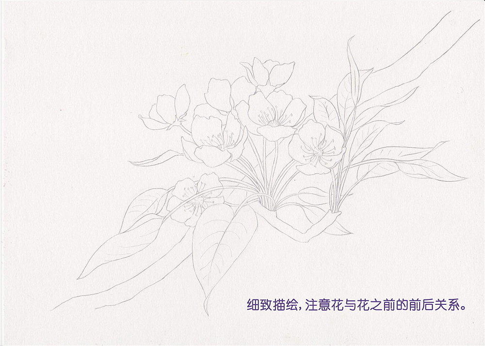 紫叶李花图片手绘图片