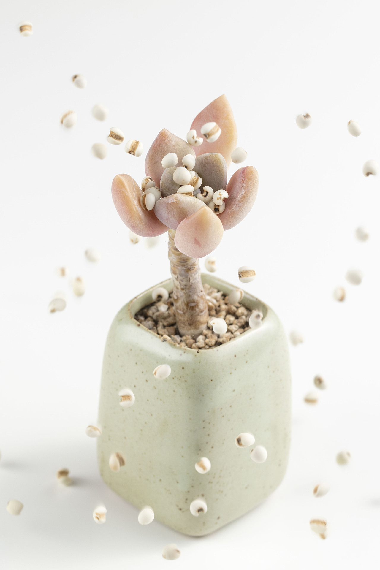 五谷雜糧（圖ZMTEyNjk4OTYw） - 產(chǎn)品攝影 - 站酷設(shè)計(jì)師李屹倬原創(chuàng)素材 - 站酷ZCOOL