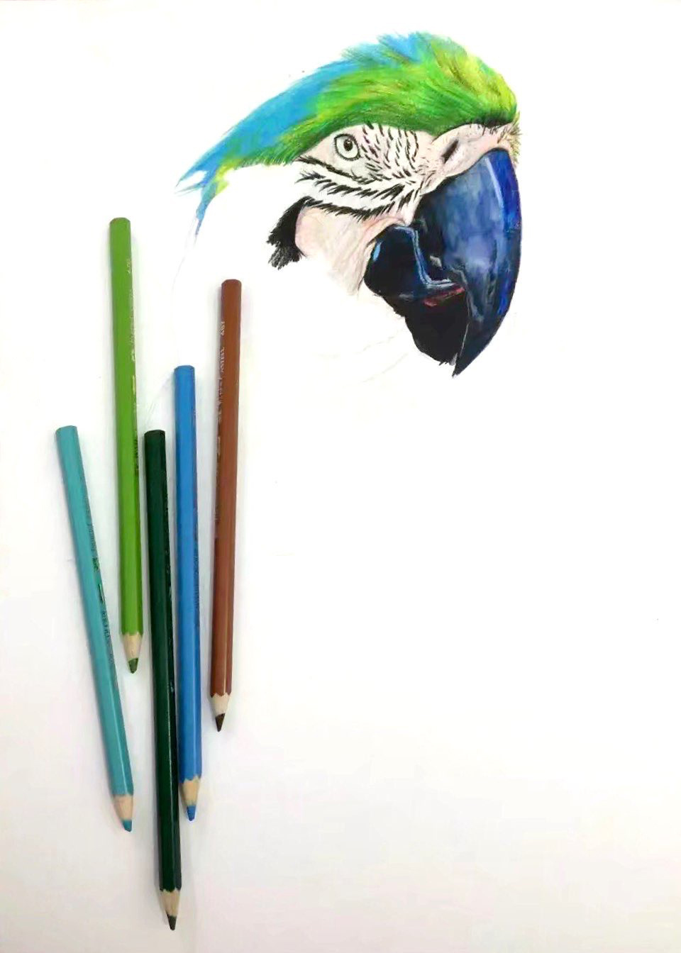 鹦鹉彩铅画金刚鹦鹉图片