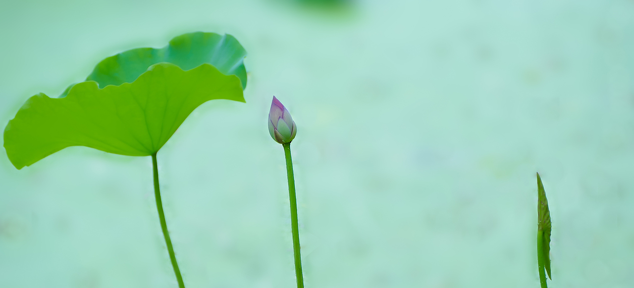 荷花（图ZODI4MDY2ODg=） - 风光摄影 - 站酷设计师看长河原创素材 - 站酷ZCOOL