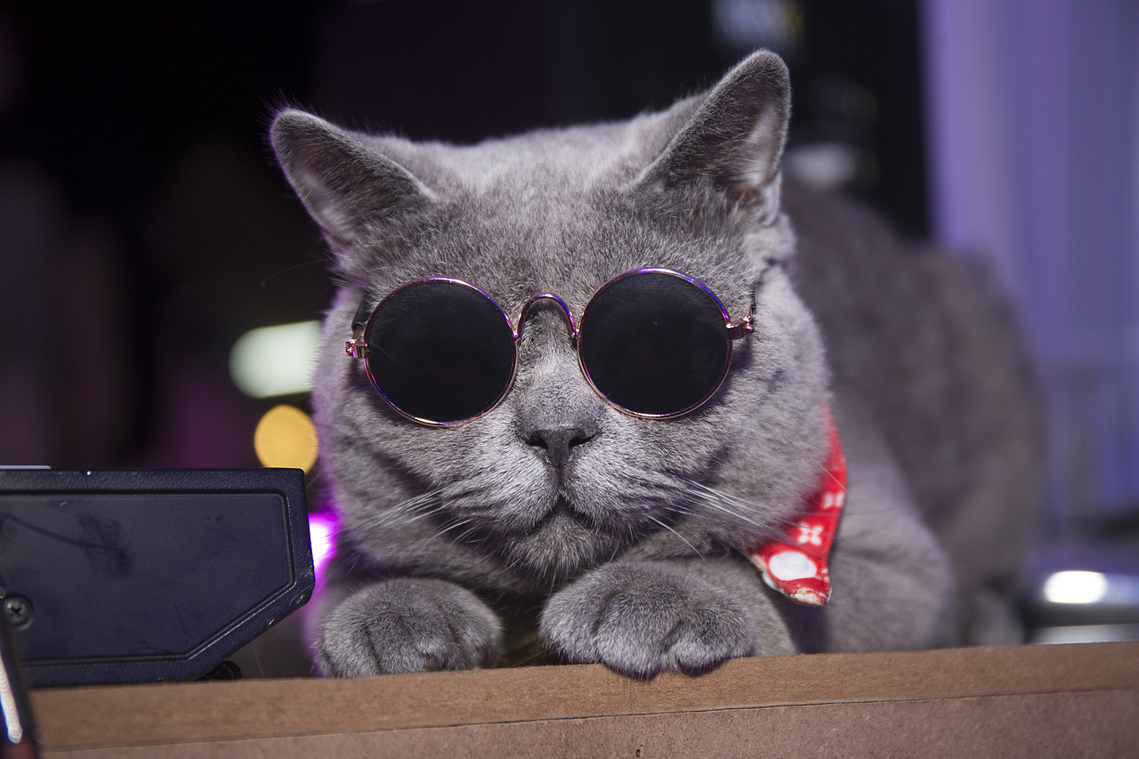 第五届海口青年艺术节-百大DJ叮当（图ZOTAwMzQxNjA=） - 宠物摄影 - 站酷设计师會飛的魚兒原创素材 - 站酷ZCOOL