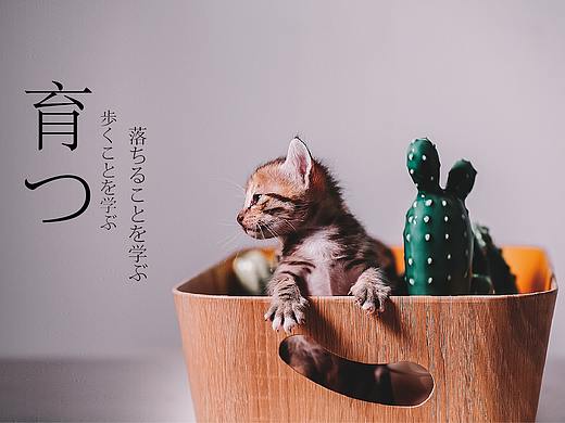 奶猫成长记