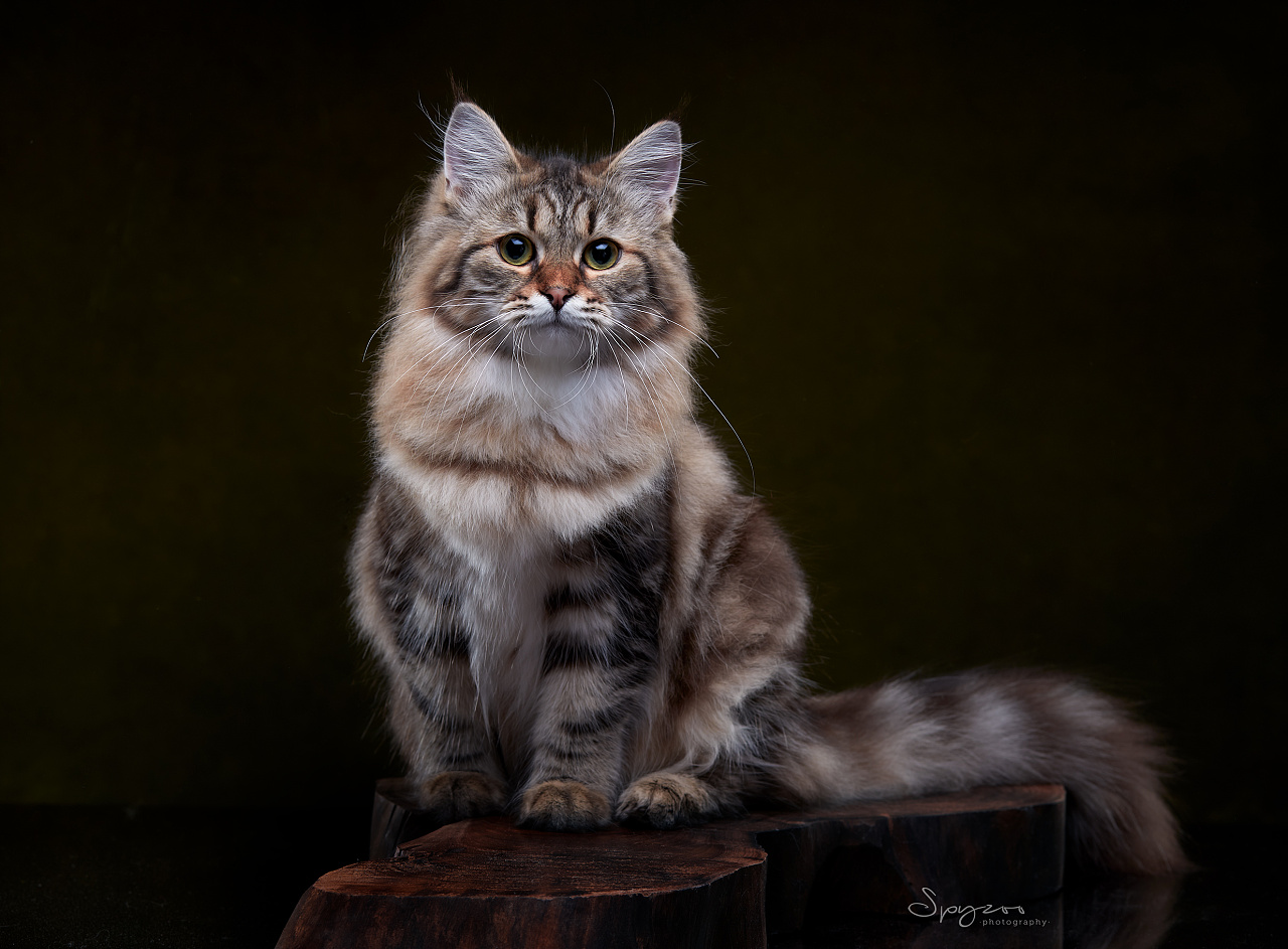 西伯利亚森林猫成年图片