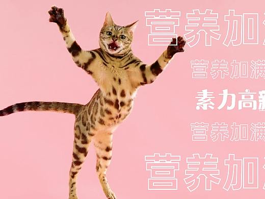 宠物产品/宠物用品/宠物食品之素力高猫粮上新视频
