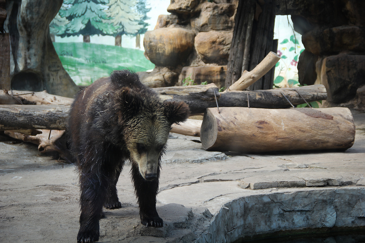 万物可爱（图ZMTk5OTY3NTY4） - 宠物摄影 - 站酷设计师小红帽JN原创素材 - 站酷ZCOOL