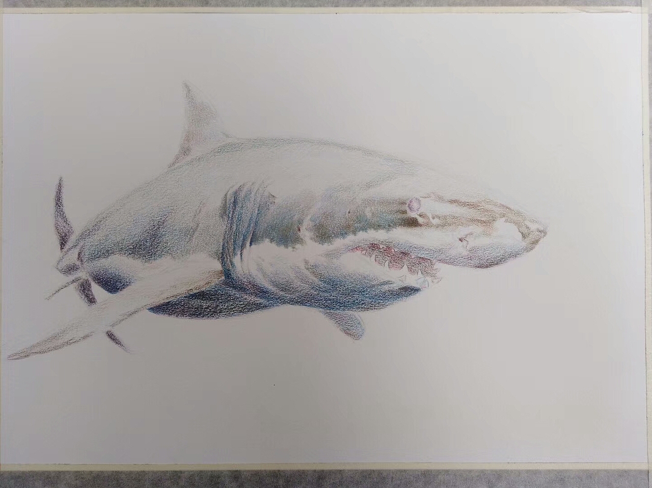 墙角笔触·技‖ 嗜血狂魔——大白鲨彩铅教程