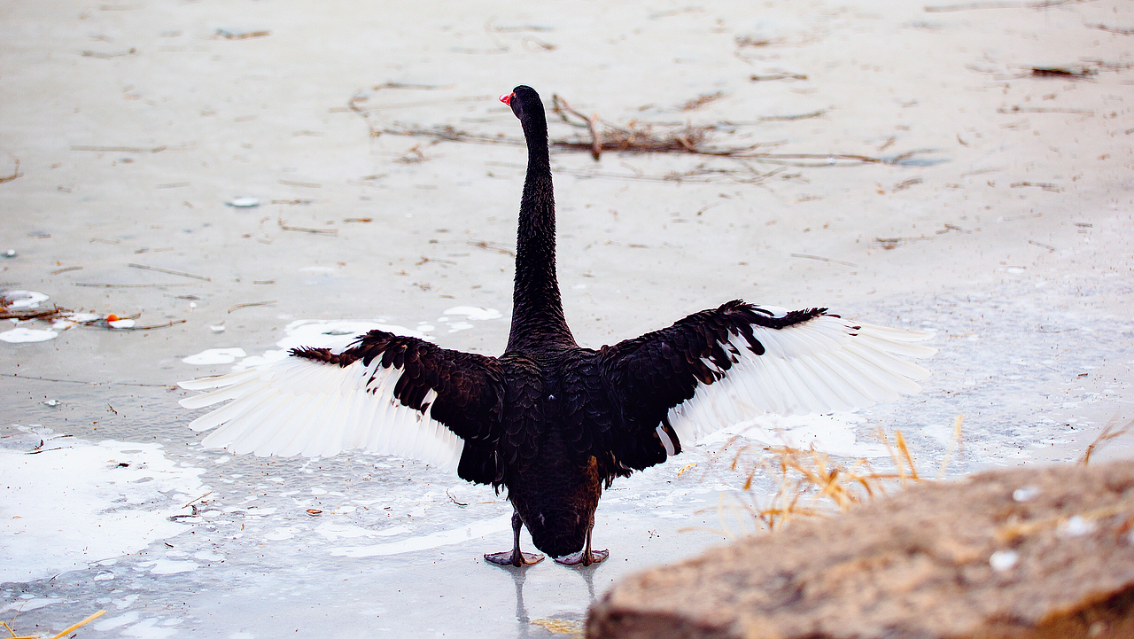 大（鵝）隨拍（圖ZMTU5NjI4NDg0） - 寵物攝影 - 站酷設(shè)計(jì)師土豆燉地瓜原創(chuàng)素材 - 站酷ZCOOL