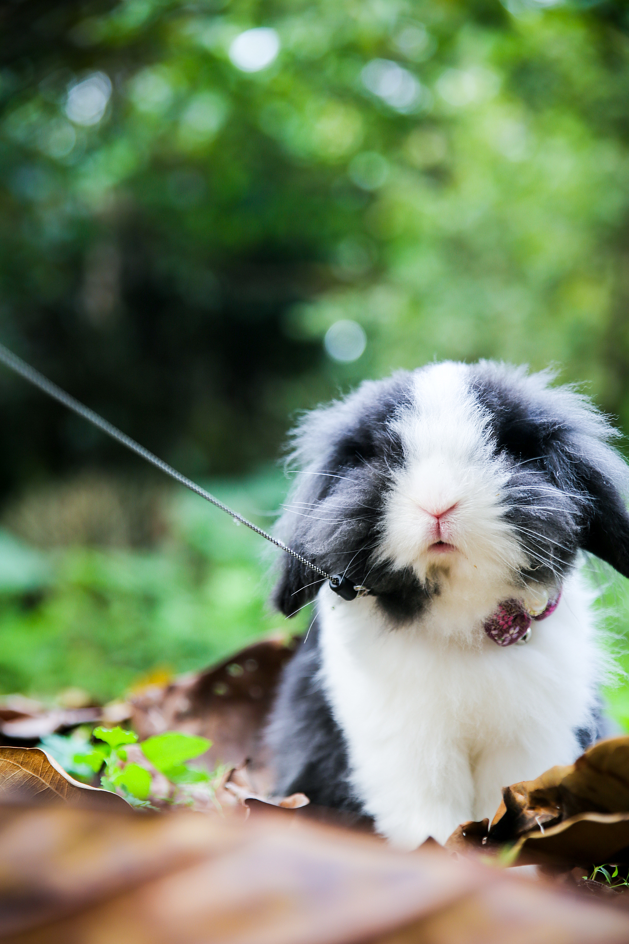 【I,Pet宠物摄影】客片——泰迪与垂耳兔