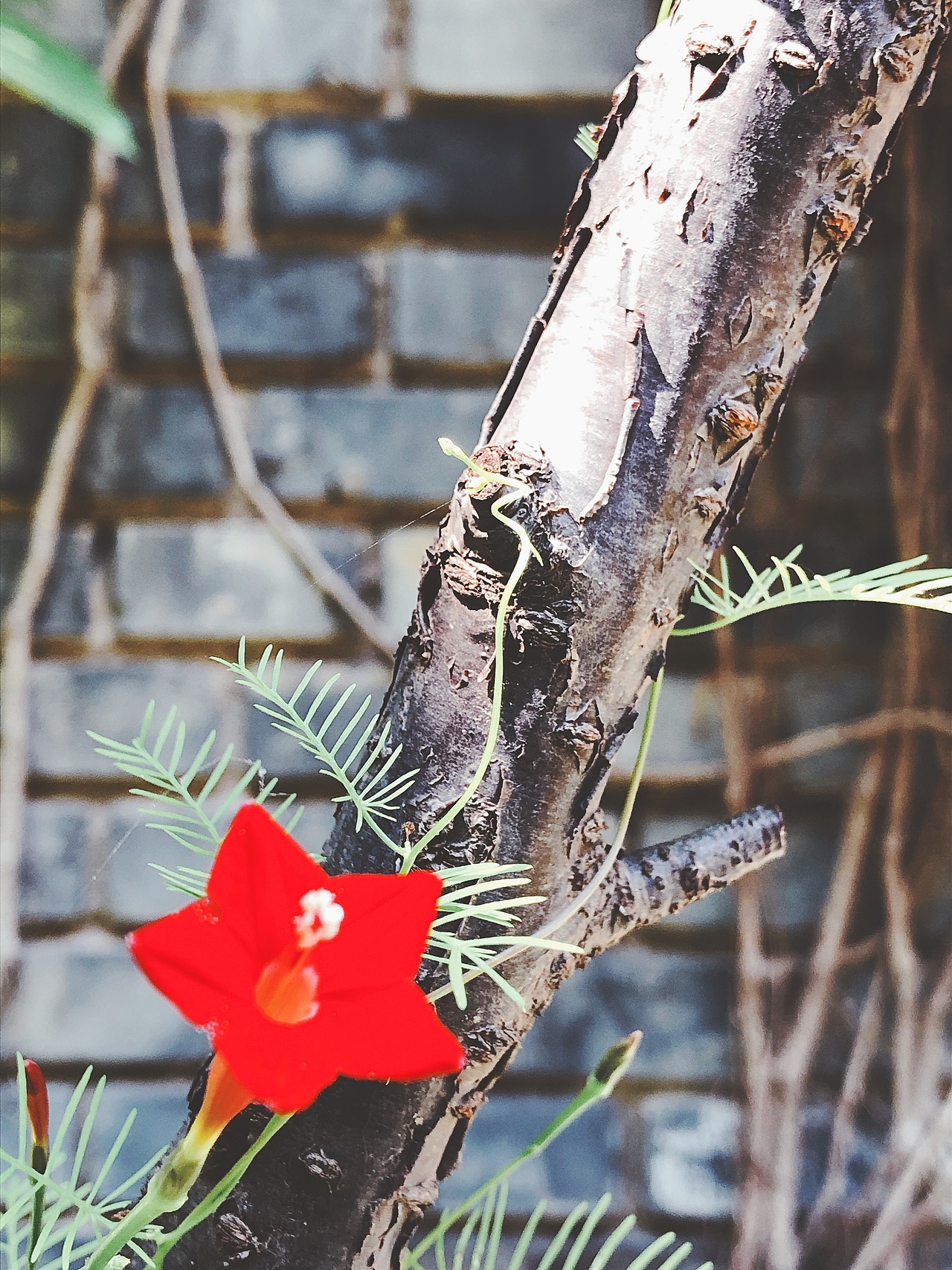 红砖美术馆（图ZMTczNTM4OTU2） - 风光摄影 - 站酷设计师愫语原创素材 - 站酷ZCOOL