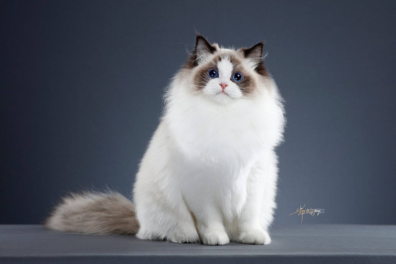 布偶猫